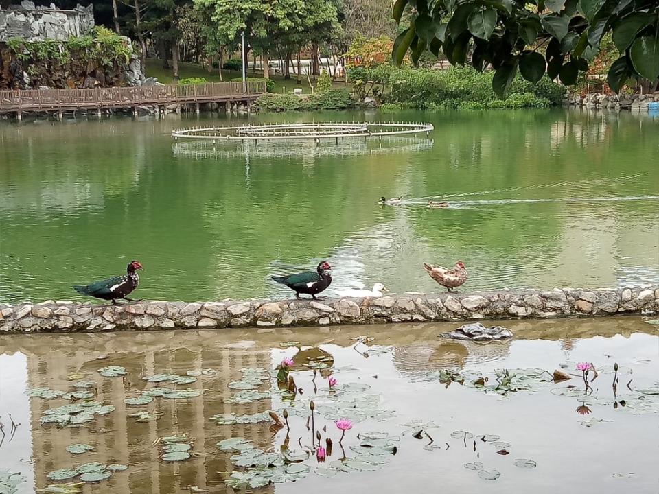 《圖說》民眾私自放養魚類及棄養家禽，造成豐樂公園內水域水質持續惡化衝擊環境。