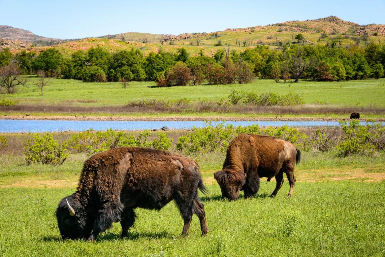 Wichita Mountains Wildlife Refuge 