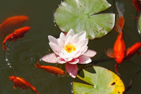   <span class="attribution"><a class="link " href="https://www.shutterstock.com/image-photo/pink-water-lily-lake-goldfish-142067443?src=N7w0h3qGCNdhJ3XzsVwzPQ-1-96" rel="nofollow noopener" target="_blank" data-ylk="slk:NagyDodo/Shutterstock;elm:context_link;itc:0;sec:content-canvas">NagyDodo/Shutterstock</a></span>