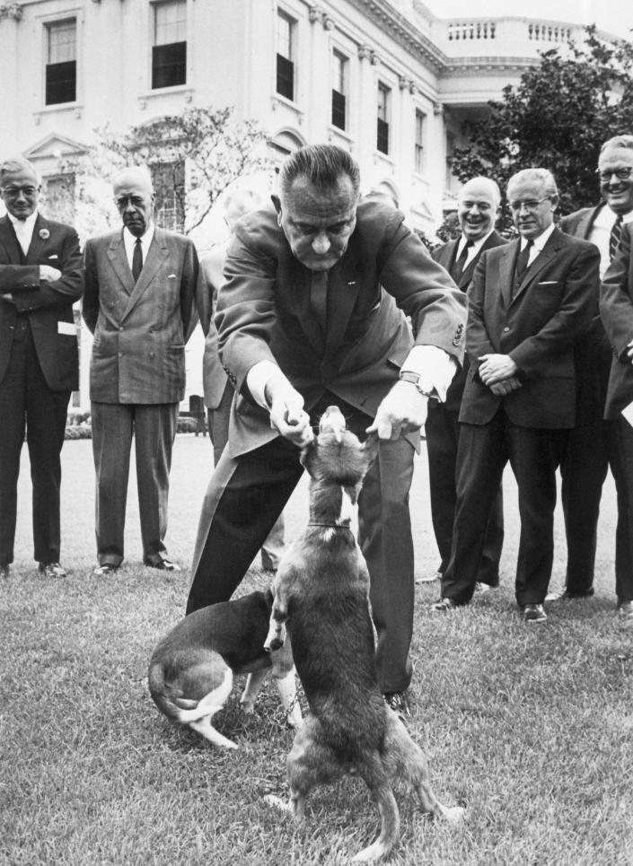 President Johnson playfully pulls on the ears of his pet beagles.