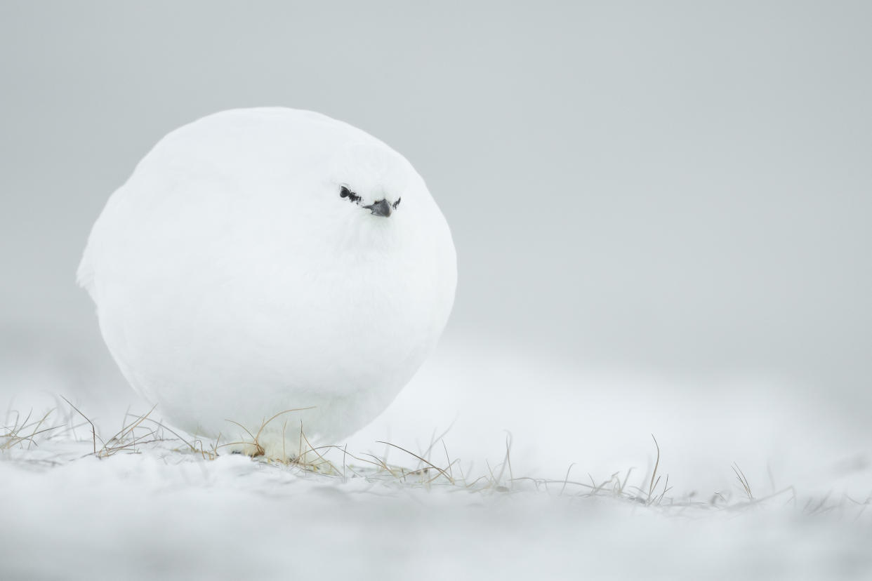 ‘Snowball’ by Jacques Poulard shows a white grouse looking like a giant, walking snowball with eyes. (Jacques Poulard/Comedy Wildlife 2023)