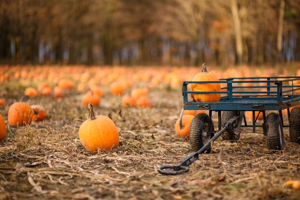 Pumpkin Patch with Wagon