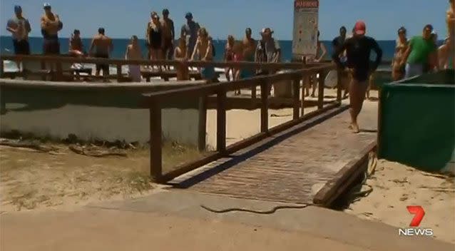 A snake on a Gold Coast beach made nervous crowds gather. Source: 7 News.