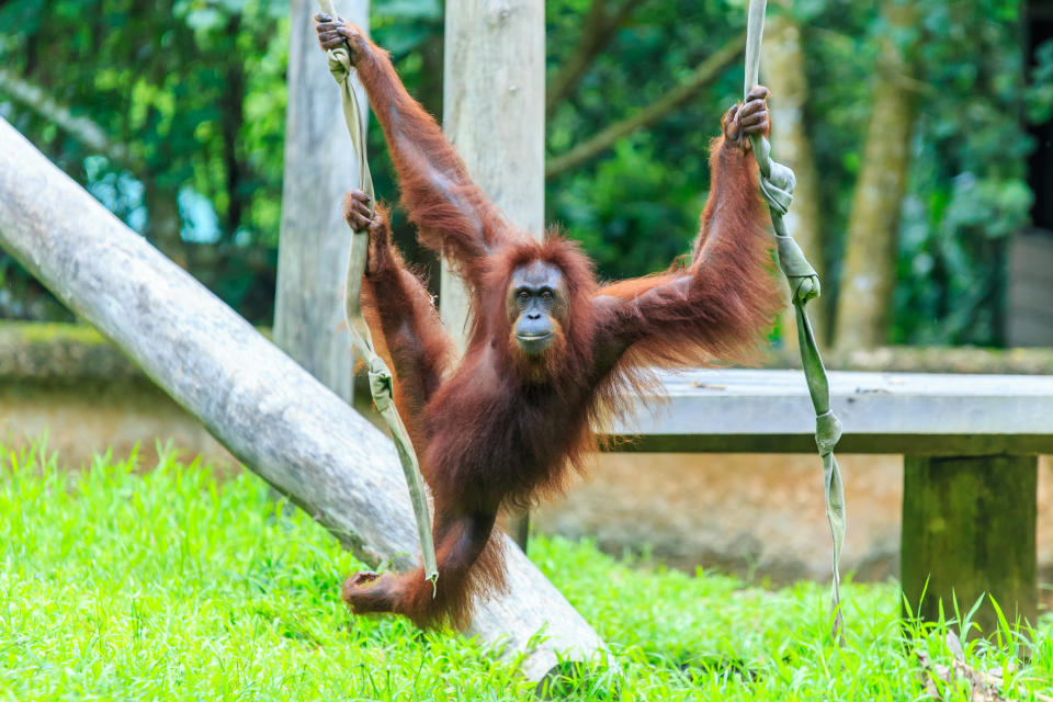 A photo of orangutans found on the island of Borneo and Sumatra.