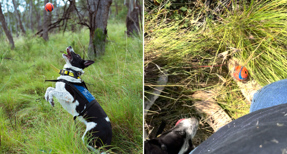 Left - Billie-Jean jumping for the ball. Right - the ball at her master's feet.