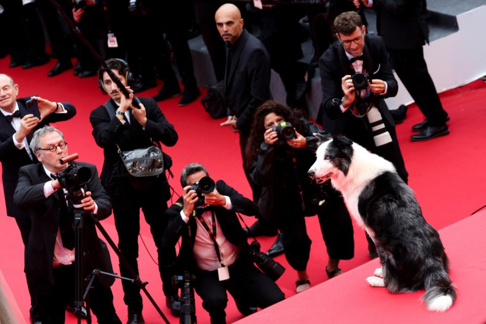 《墜惡真相》狗狗梅西現身坎城影展開幕紅毯。（圖／Getty）