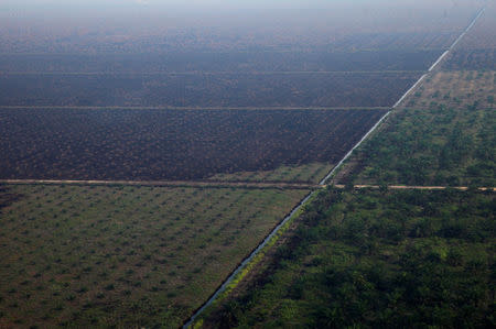 An aerial view of a burnt palm oil plantation during haze in Indonesia's Riau province June 28, 2013. REUTERS/Beawiharta/File Photo