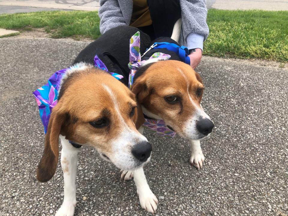 Lilac and Fuchsia, beagle sisters found as strays, joined animal advocates who delivered petitions to Inotiv, a West Lafayette, Ind., testing company, demanding the release of some 80 beagles reportedly in a Mount Vernon, Ind. lab, April 29, 2022.  The sisters will eventually be available for adoption after undergoing treatment for heartworm.