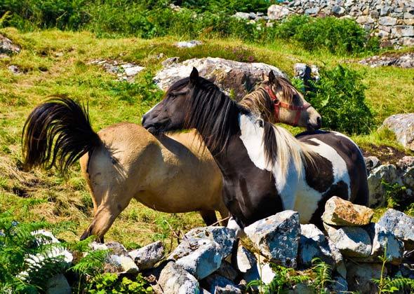 Connemara Pony