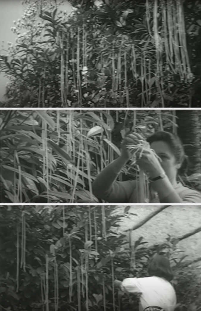 a woman collecting spaghetti noodles off of trees