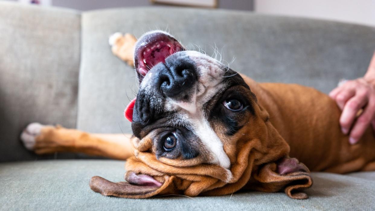 Boxer dog playing on couch