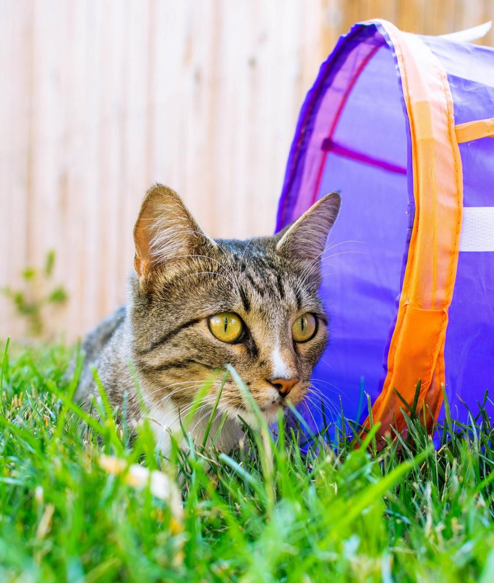 Tuck the cat sitting outside in the grass next to a play tunnel