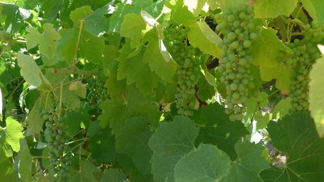 How Climate Change Has Been Affecting Wine Grape Harvests