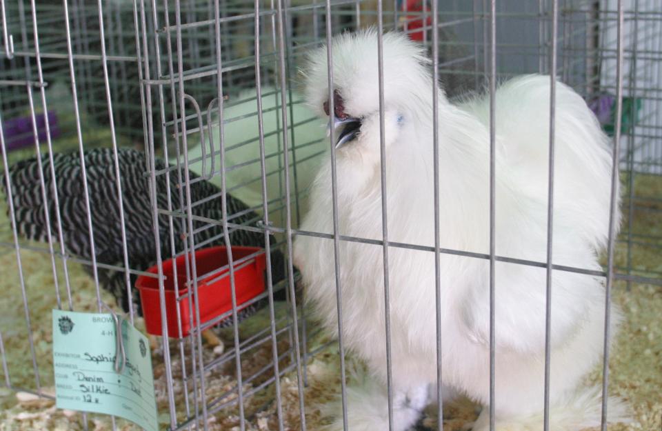 In addition to dairy goats, Sophia Fogarty shows poultry, including this silke, which is sometimes described as a bunny crossed with a chicken.