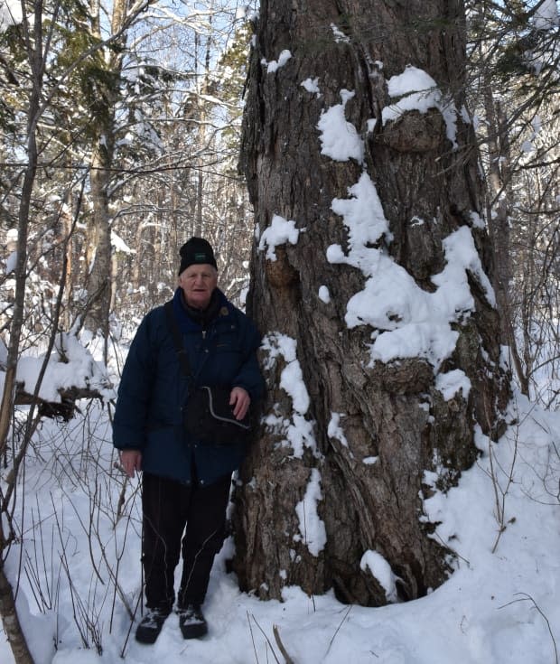 Rod O'Connell stands next to the big yellow birch tree near Portage Lakes. (Submitted by Rod O'Connell - image credit)