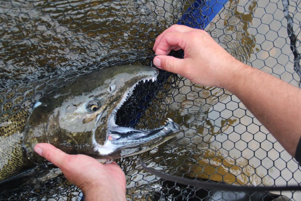 Jerrad Kalmerton of Howards Grove unhooks a chinook salmon caught on the Sheboygan River.