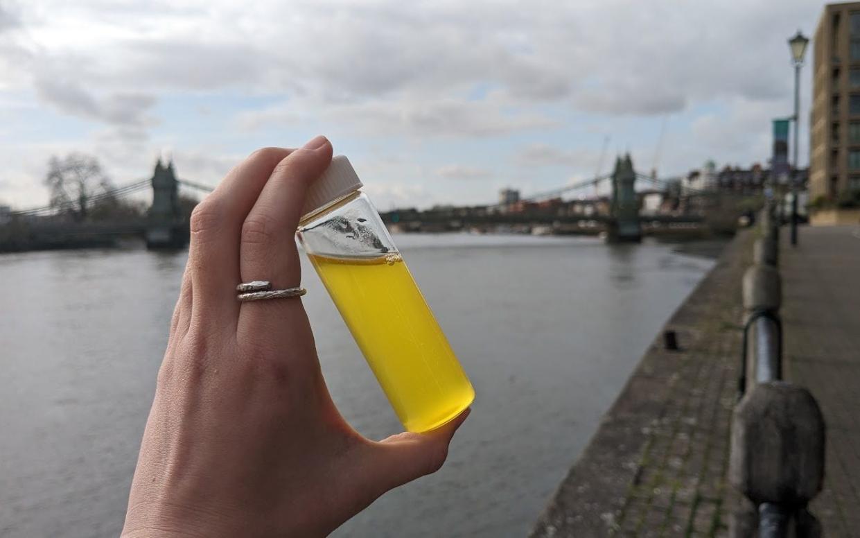 High levels of E. coli in the Thames