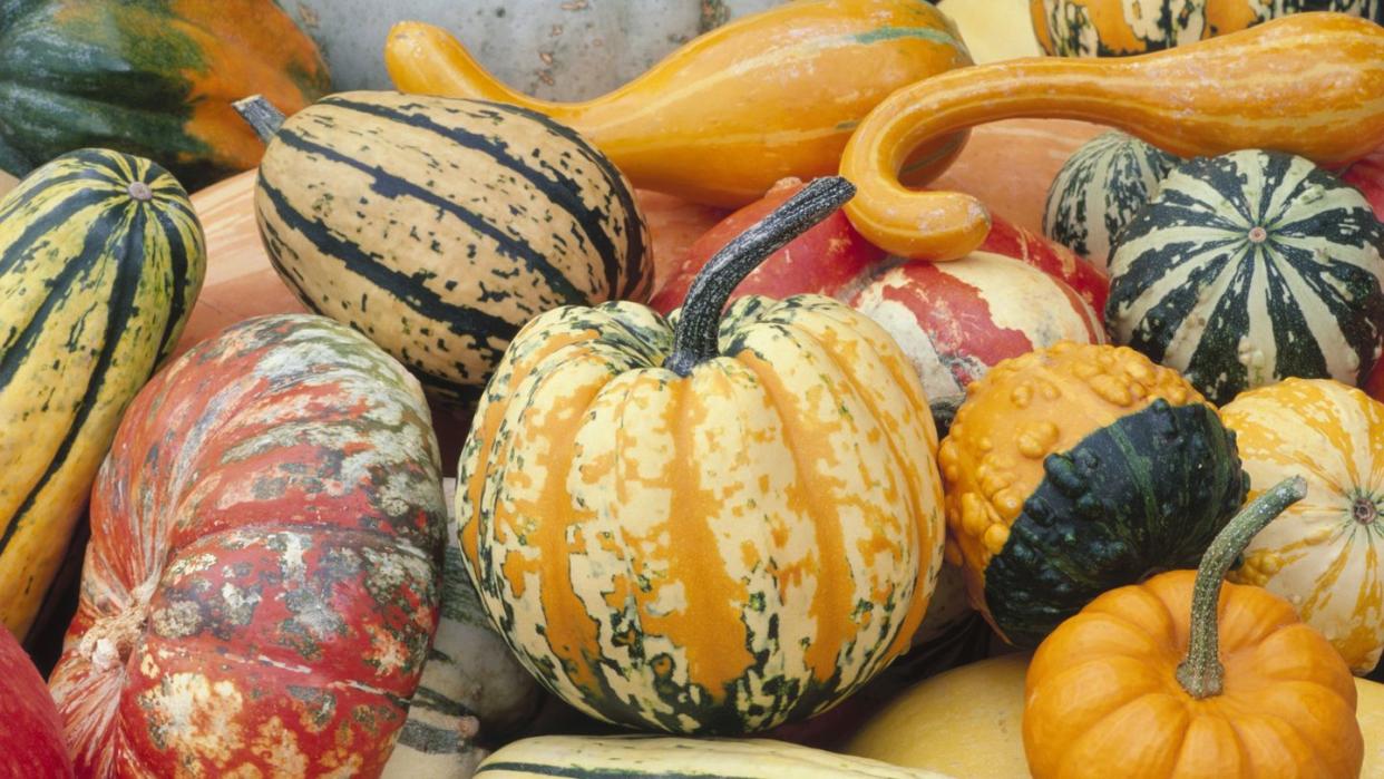 various types of squash