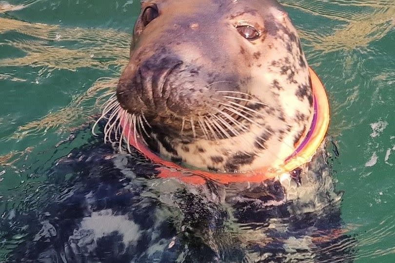 seal with frisbee stuck round its neck