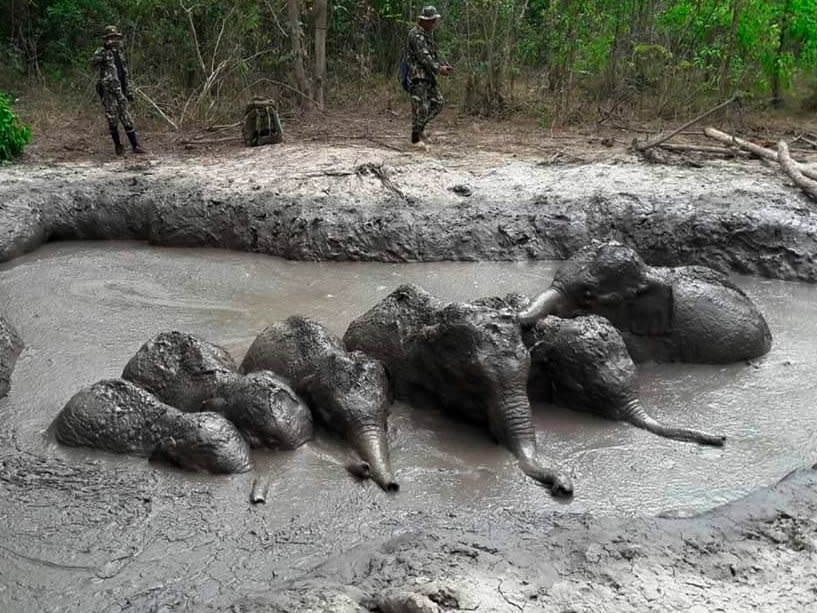 Six baby elephants stuck in muddy pit rescued by Thailand park rangers