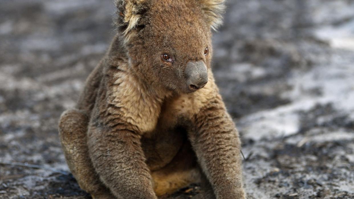 Koalas leiden wegen der Zerstörung ihres Lebensraumes, immer neuen Buschbränden und Hitzewellen unter ständigem Stress.