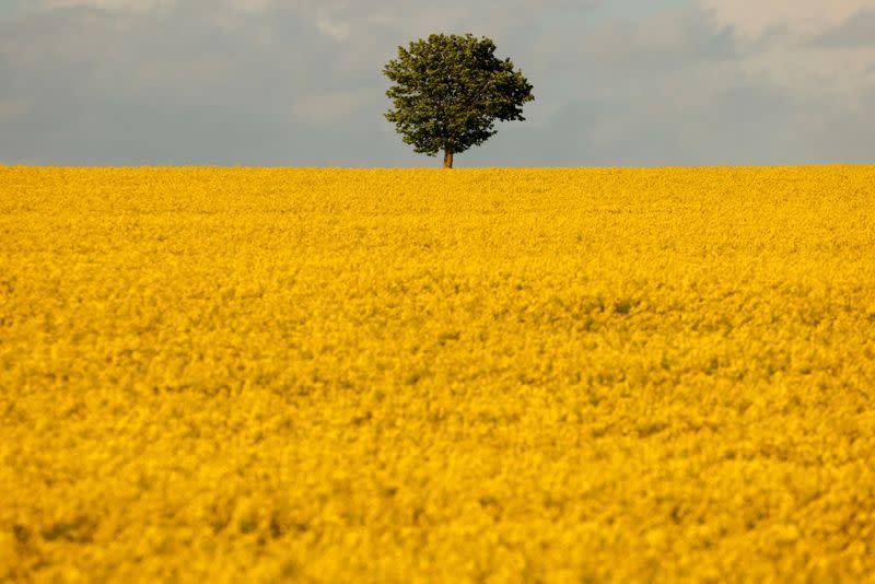 FILE PHOTO: A tree is seen in the middle of a yellow rapeseed field in Marquion,