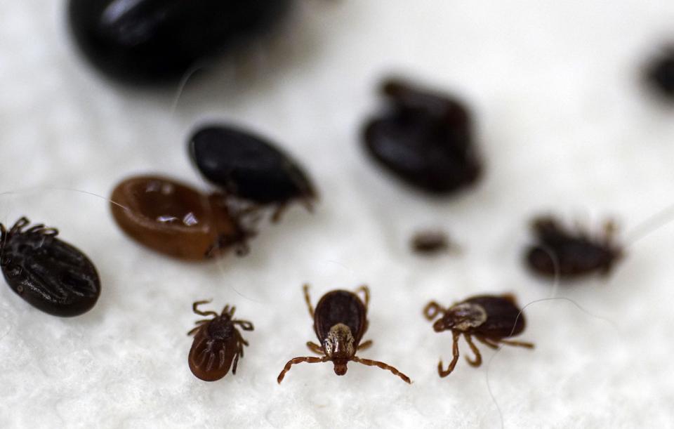 FILE - These ticks were collected by South Street Veterinary Services in Pittsfield, Mass., May 15, 2017. Deer ticks are smaller than the common brown dog tick and can be vectors for Lyme Disease. Ticks will be more active than usual early in spring 2023, and that means Lyme disease and other tick-borne infections could spread earlier and in greater numbers than in a typical year. Ticks can transmit multiple diseases that sicken humans, and deer ticks, which spread Lyme, are a day-to-day fact of life in the warm months in New England and the Midwest. (Ben Garver/The Berkshire Eagle via AP, File)