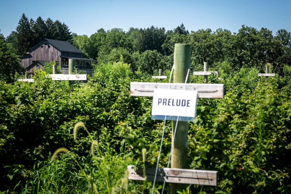 The Wilson's Ciderhouse building is seen in the distance past rows of raspberries in 2022, at Wilson's Orchard & Farm in Iowa City, Iowa.