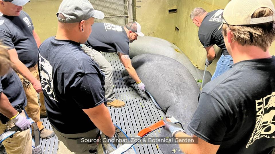 SeaWorld officials said the Columbus Zoo and Aquarium, Cincinnati Zoo & Botanical Garden, ZooTampa at Lowry Park and SeaWorld Orlando have partnered for several years to rehabilitate the eight orphaned manatees.