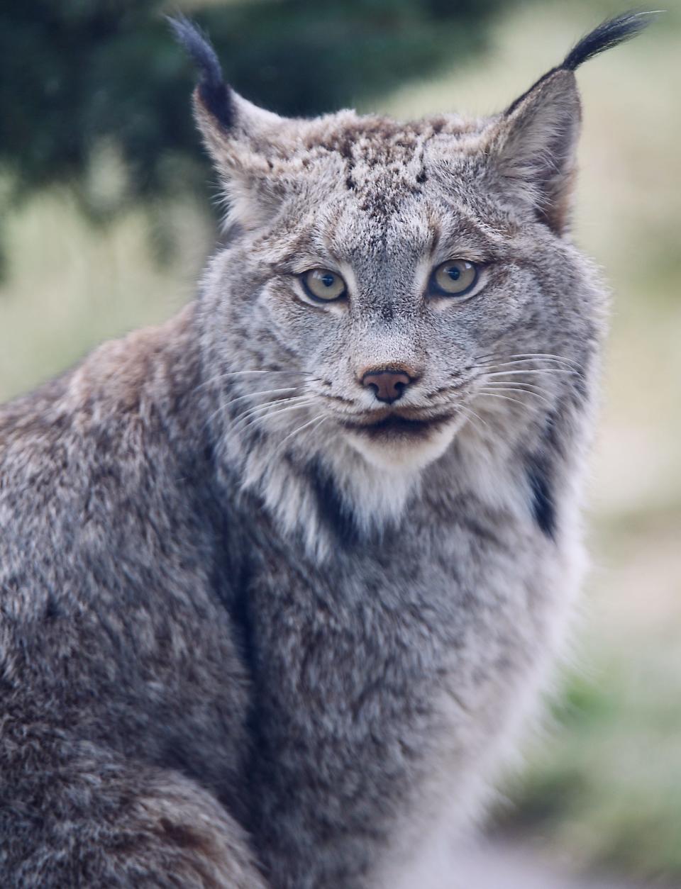 Hunter, a lynx at the Erie Zoo, sits in his enclosure.