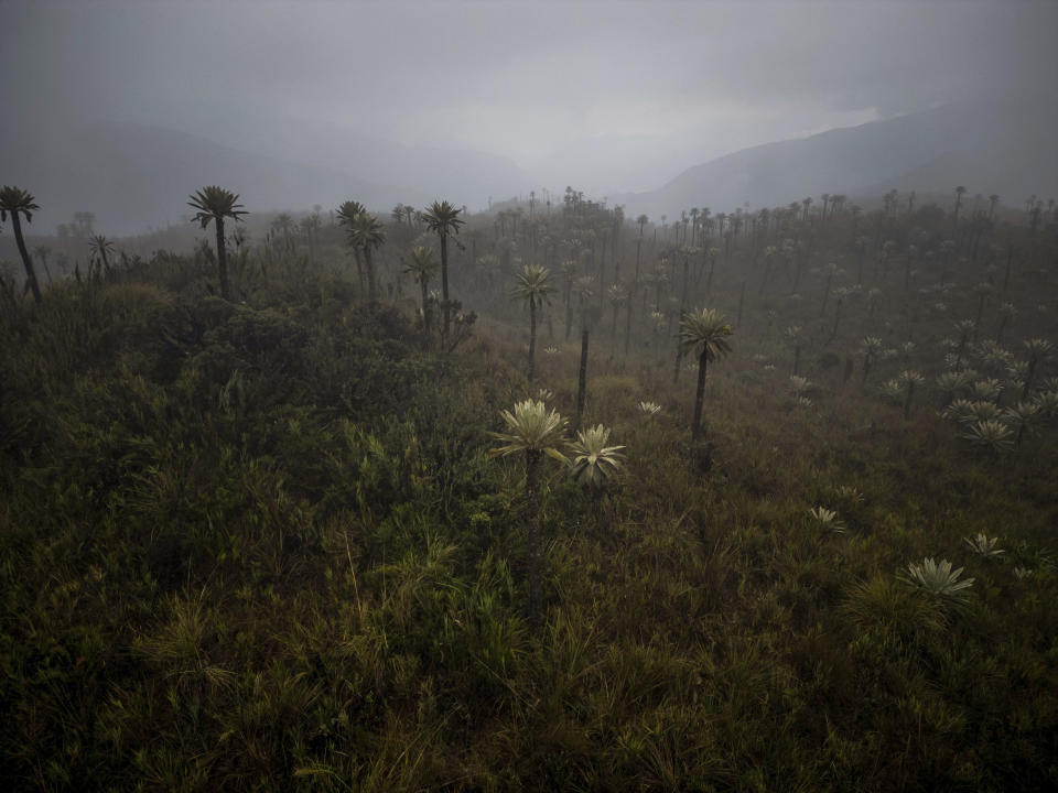 FILE - Plants grow in the paramo of Chingaza National Natural Park, Colombia, Tuesday, March 19, 2024, the primary water source for millions of residents in the capital city of Bogota. Bogota's main source of water, the Chingaza Reservoir System, is currently 15% full. (AP Photo/Ivan Valencia, File)
