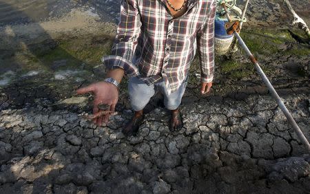 A farmer shows dead fish and dead shrimp on his shrimp farm in Mekong Delta's Bac Lieu province, Vietnam March 30, 2016. Picture taken on March 30, 2016. REUTERS/Kham