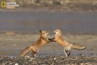 Two foxes play on the lakebed of Lake Accotink in Virginia. The lake was drained recently to repair damage to the dam caused by heavy rains and flooding. The lakebed gives the appearance this was taken in a desolate region, but it was actually in a well-populated suburb. (Photo and caption Courtesy Blaine Korcel / National Geographic Your Shot) <br> <br> <a href="http://ngm.nationalgeographic.com/your-shot/weekly-wrapper" rel="nofollow noopener" target="_blank" data-ylk="slk:Click here;elm:context_link;itc:0;sec:content-canvas" class="link ">Click here</a> for more photos from National Geographic Your Shot.