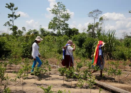 Supporters of Bolivia's President Evo Morales walk among coca plants to attend a Democratic and Cultural revolution celebration in Ivirgarzama in the Chapare region, Bolivia, December 18, 2016 .REUTERS/David Mercado