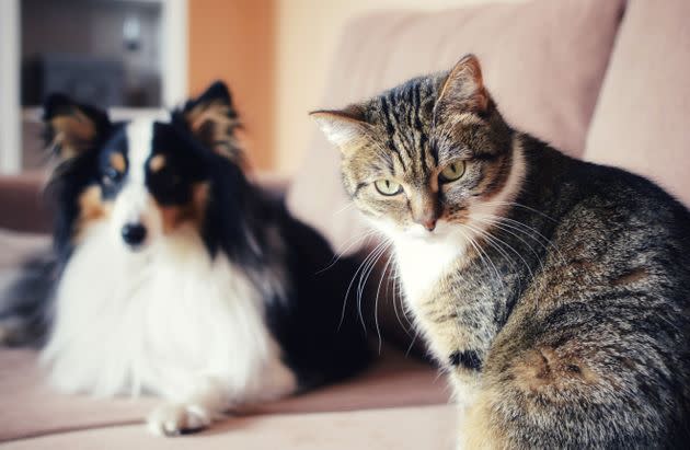 Think your cat won't eat that plant? Think again. They may already be plotting it. (Photo: Romas Zeimys / EyeEm via Getty Images)