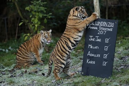 Sumatran tiger cubs play with a sign during the annual stocktake at London Zoo in London, Britain. REUTERS/Stefan Wermuth