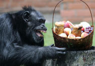 Yoko, a chimpanzee (Pan Troglodytes), reacts after receiving a Christmas hamper, at Rio de Janeiro's zoo on December 18, 2012. AFP PHOTO /VANDERLEI ALMEIDA