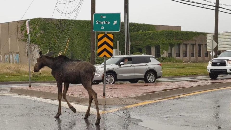 A small moose wandered through the city of Fredericton streets and sidewalks and onlookers took pictures and video.