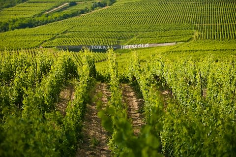 Vineyards in the Tokaj region - Credit: Credit: imageBROKER / Alamy Stock Photo/imageBROKER / Alamy Stock Photo