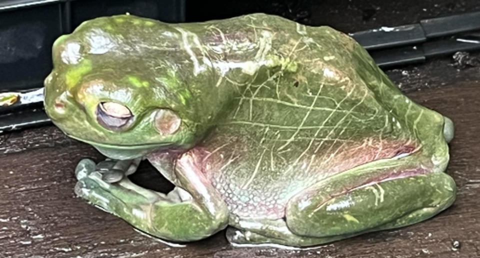 A close up of the green frog shows significant white scratches on its body and head. 