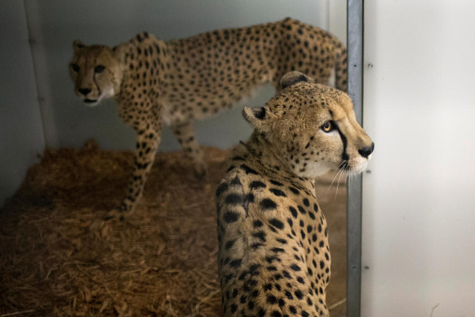 Cheetahs inside an enclosure that zookeepers say will be able to weather Hurricane Irma.