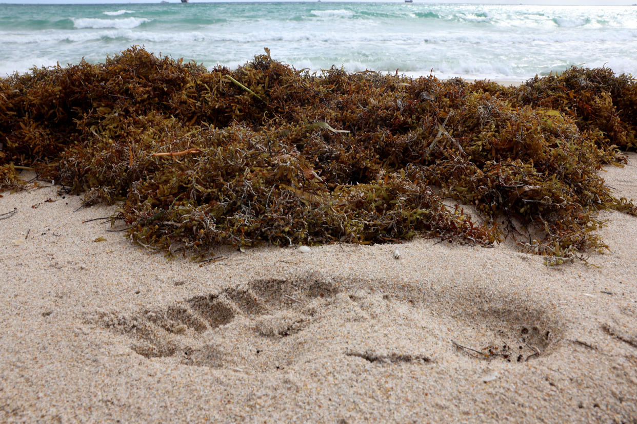 A footprint near seaweed on a beach.