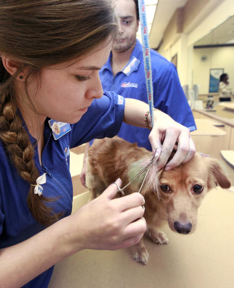 In this Friday, Dec. 13, 2013 photo, PetSmart groomer, Michelle Boch, assisted by salon manager, Joel Mitchell, adds color during a chalking treatment to a 2 year old dachshund, Sugarplum, at PetSmart in Culver City, Calif. For some dog owners, grooming is not enough, so with chalk and paint they’re adding color and transforming their pooches into fantasy fur balls that draw compliments and strange looks. (AP Photo/Richard Vogel)