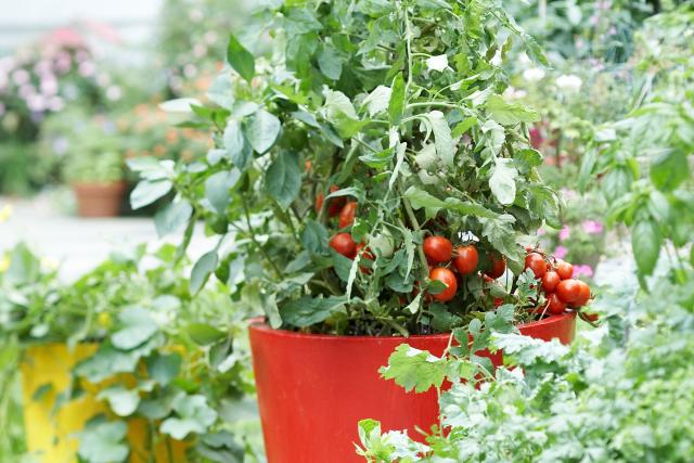 Tips for Growing Better Tomatoes