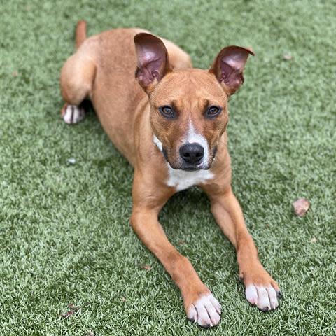 Ally is a young, friendly pup thought to be about 11 months old.  She is small everywhere except her adorable stand-up ears. To meet Ally, call 405-216-7615 or visit the Edmond Animal Shelter, 2424 Old Timbers Drive.