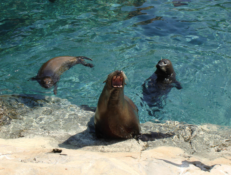 Focas del Océano Pacífico se infectan de un virus letal que sólo afectaba a los animales del Océano Atlántico. Foto: Getty Images