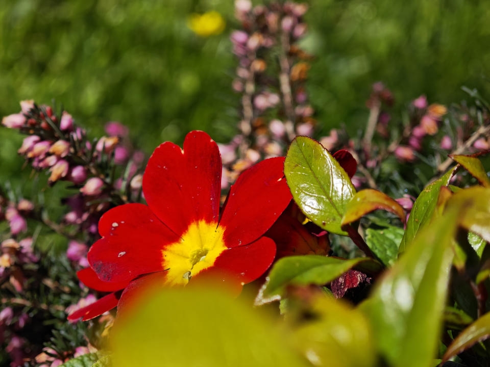 A picture of a red flower taken with a Xiaomi 13 Pro