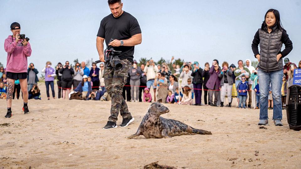 Coasty, a seal rescued by the Mystic Aquarium Animal Rescue Program, heads back to the ocean at Blue Shutters Beach in Charlestown on Tuesday, May 16. The seal was malnourished, dehydrated and suffering from an infection when it was found on a Block Island beach in March.