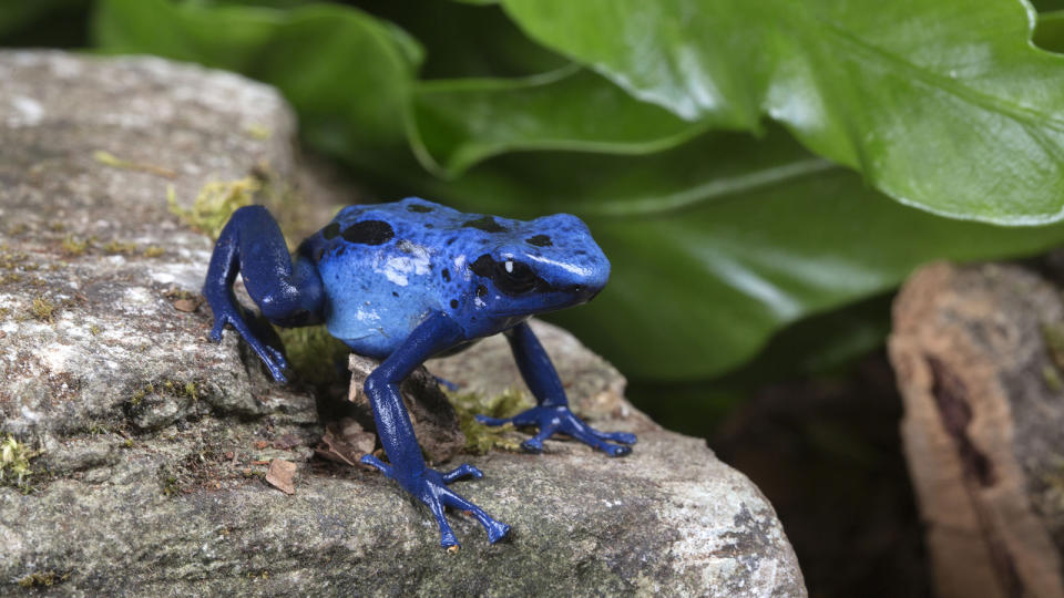 Poison dart frog