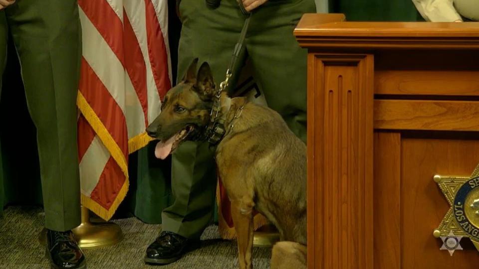 <div>K9 Kjeld "Kid" during press conference</div>